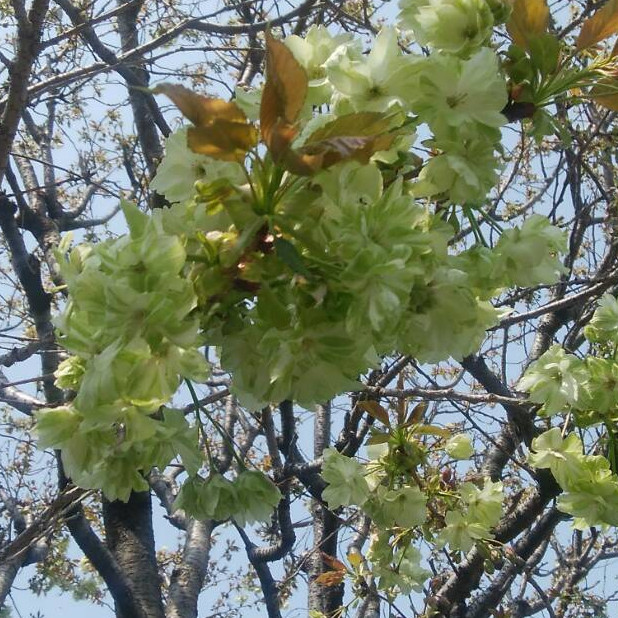 御衣黄（ぎょいこう）緑の桜